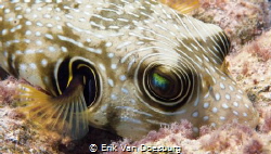 Close up of a puffer fish by Erik Van Doesburg 